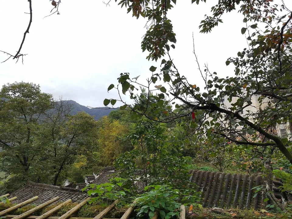5天高鐵純玩 江西 婺源篁嶺