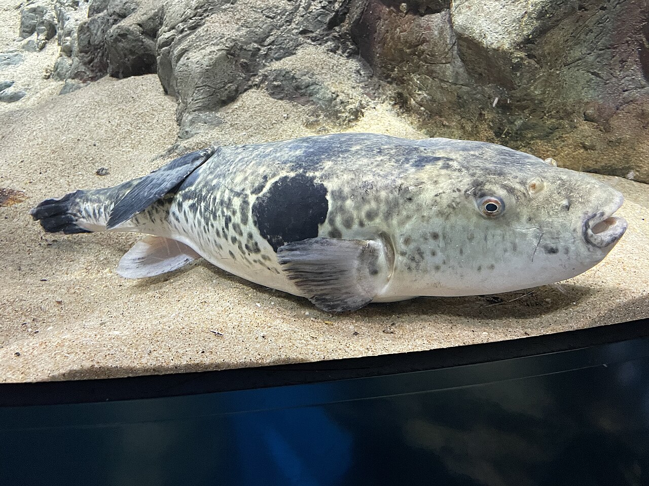 下関海響館展示的河豚（虎河豚）