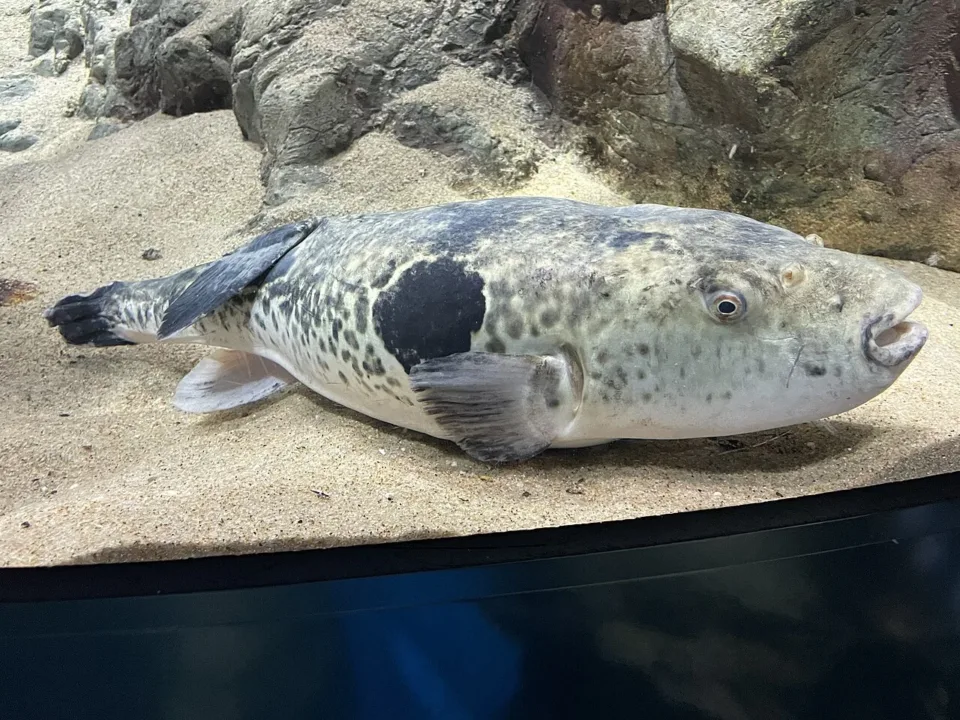 下関海響館展示的河豚（虎河豚）