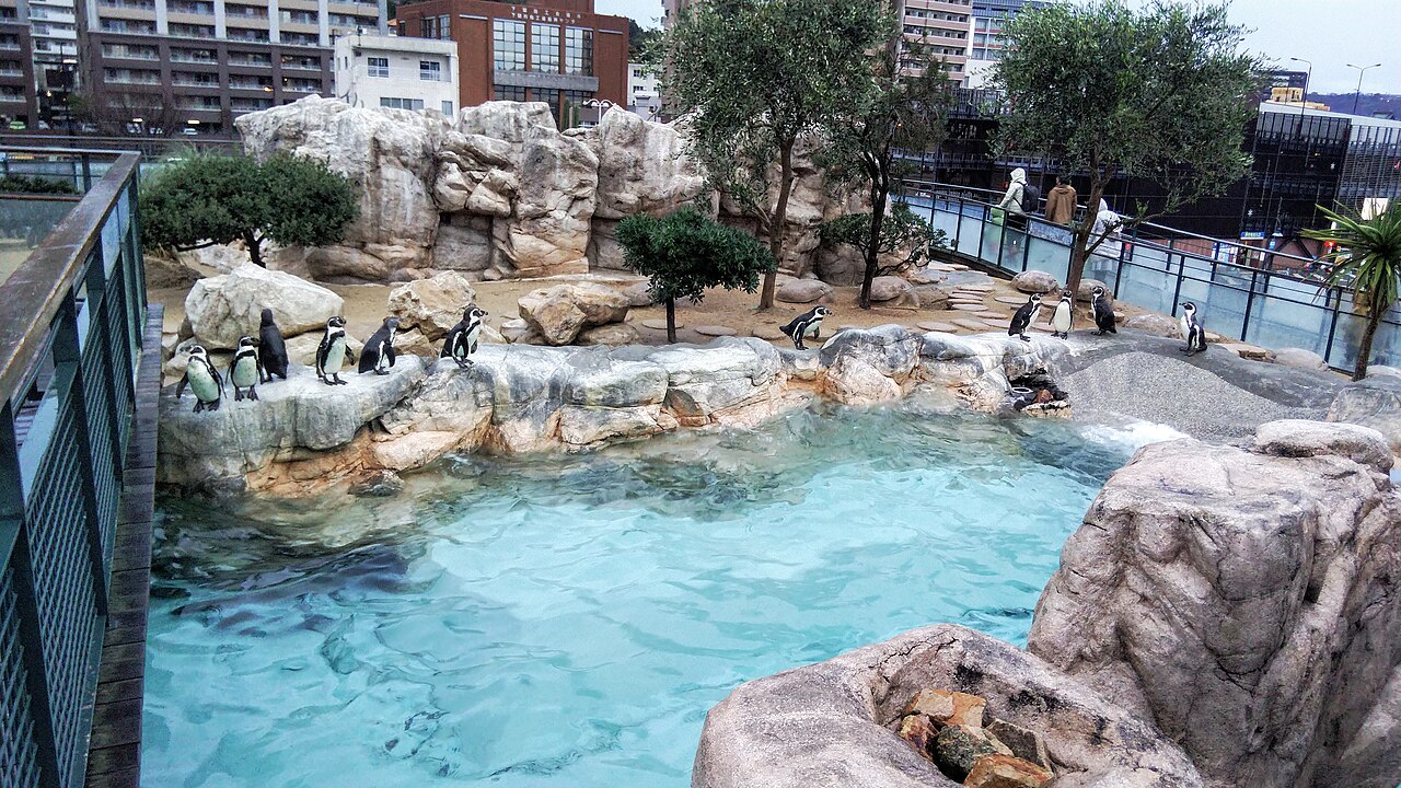 下関海響館戶外的企鵝村溫帶區