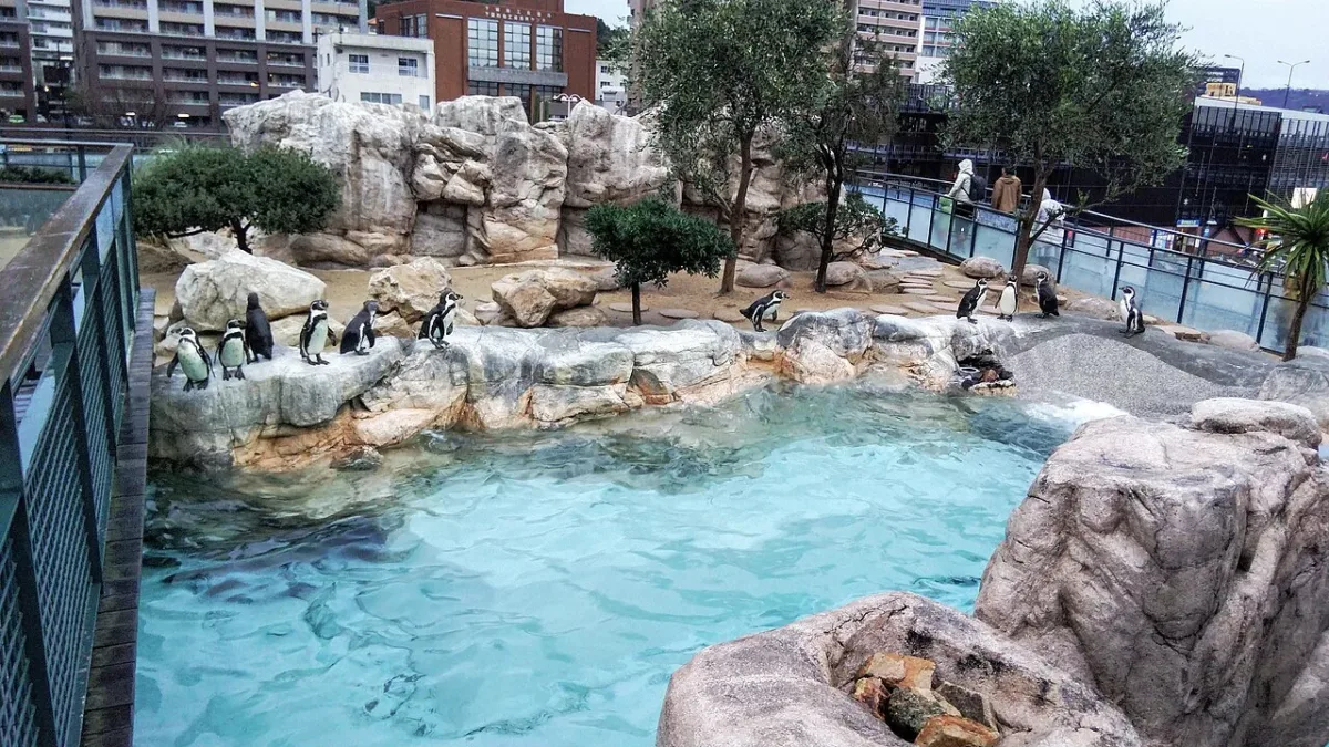 下関海響館戶外的企鵝村溫帶區