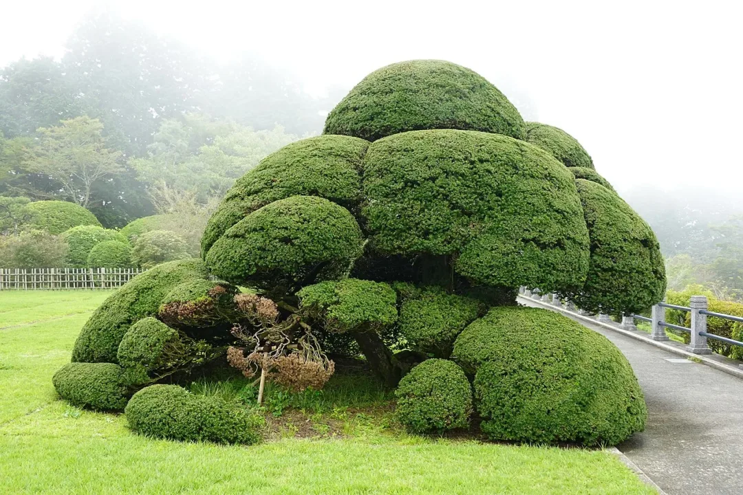 恩賜箱根公園內修剪整齊的庭園造景
