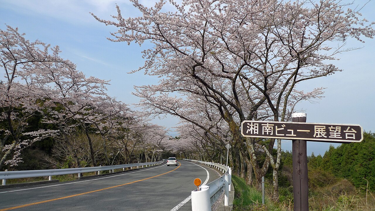 箱根山區自駕道路兩旁的櫻花