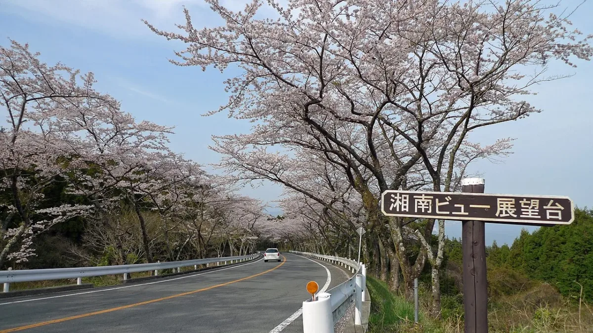 箱根山區自駕道路兩旁的櫻花