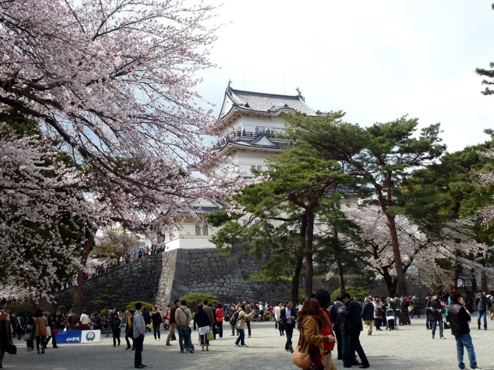 小田原城天守閣與櫻花