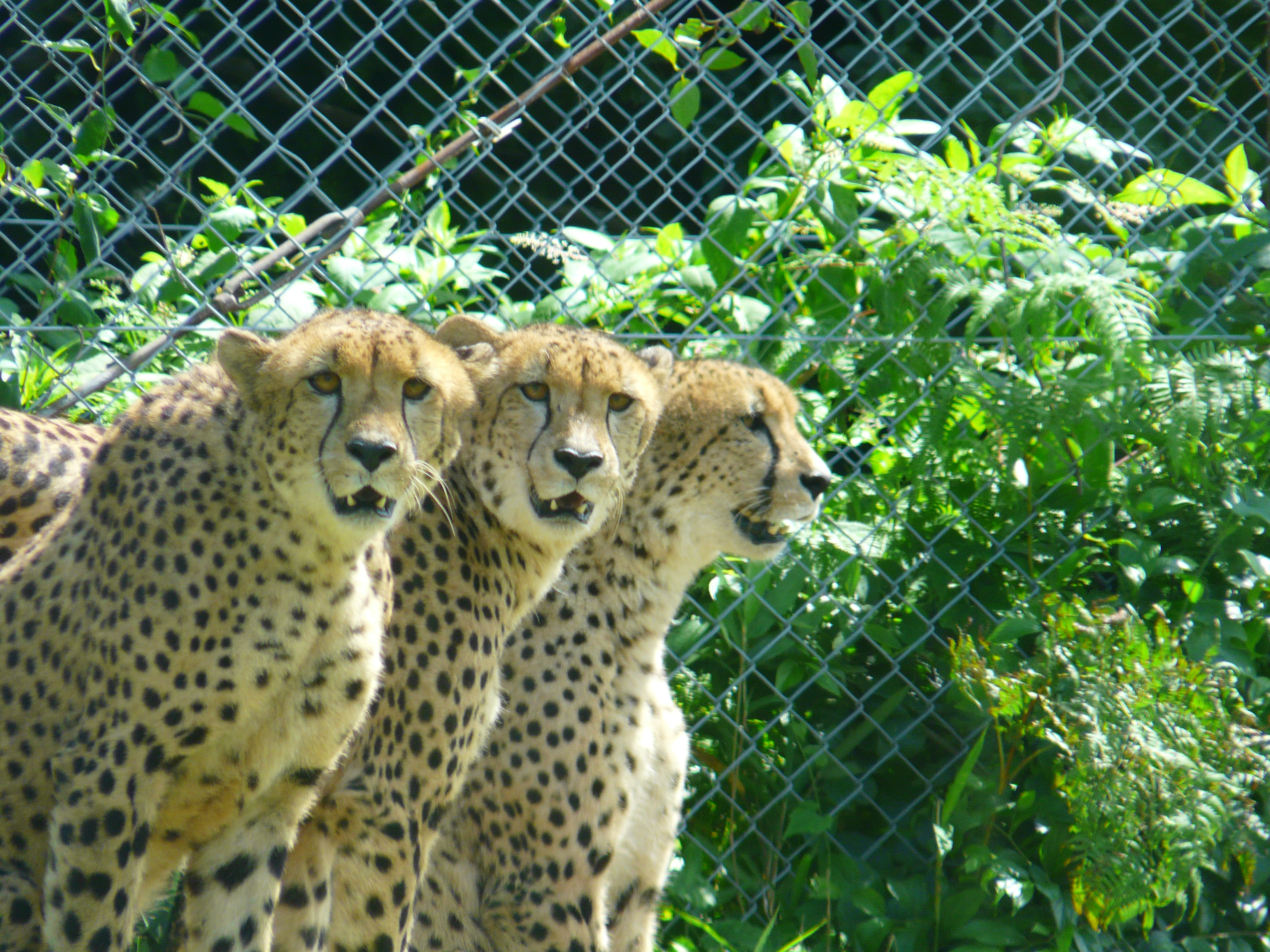 African Safari 獵豹區的獵豹
