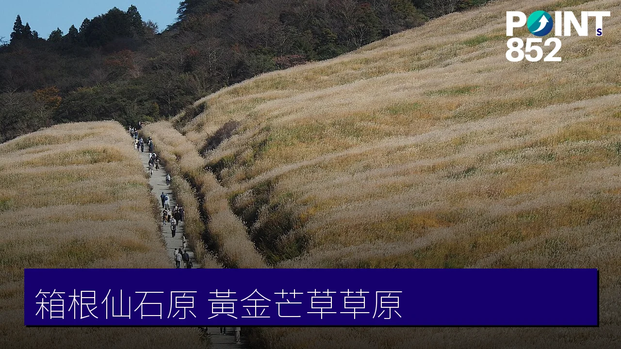 【箱根仙石原】芒草草原黃金穗海、秋季最佳觀賞時間攻略