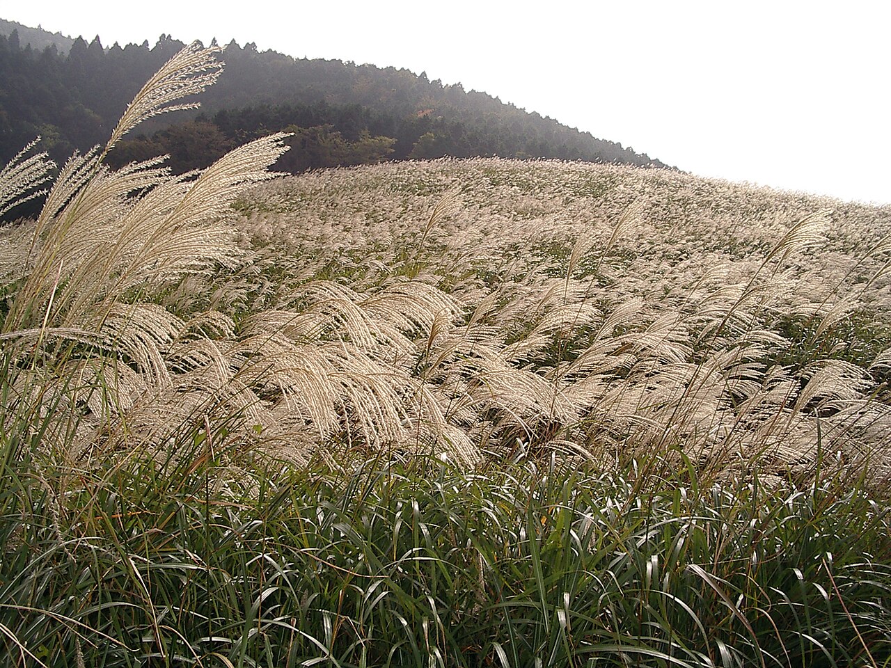 箱根仙石原芒草草原覆蓋台岳山坡