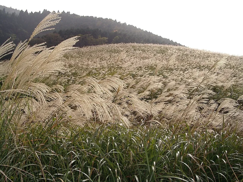 箱根仙石原芒草草原覆蓋台岳山坡