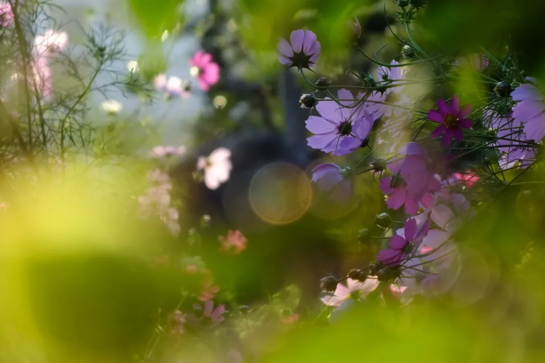秋日盛開的波斯菊花海(示意圖)