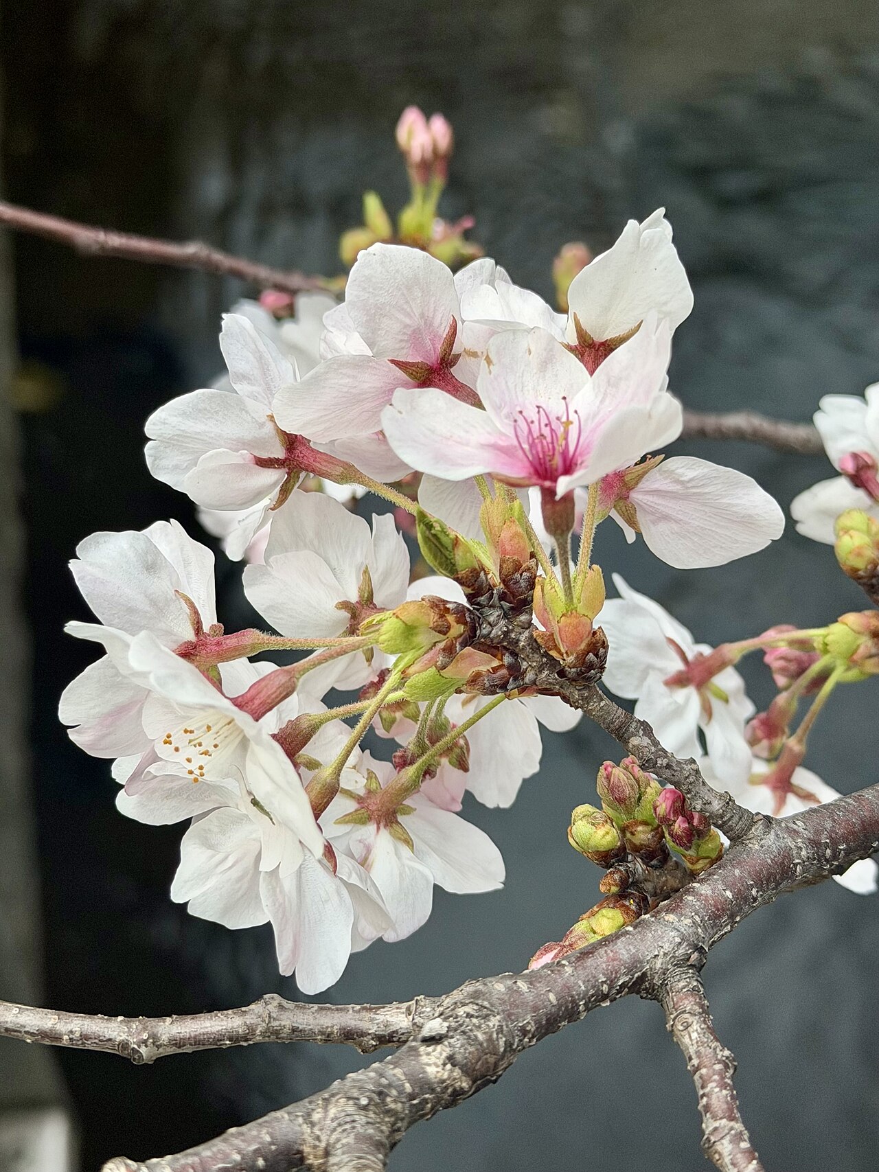 盛開的櫻花(示意圖)