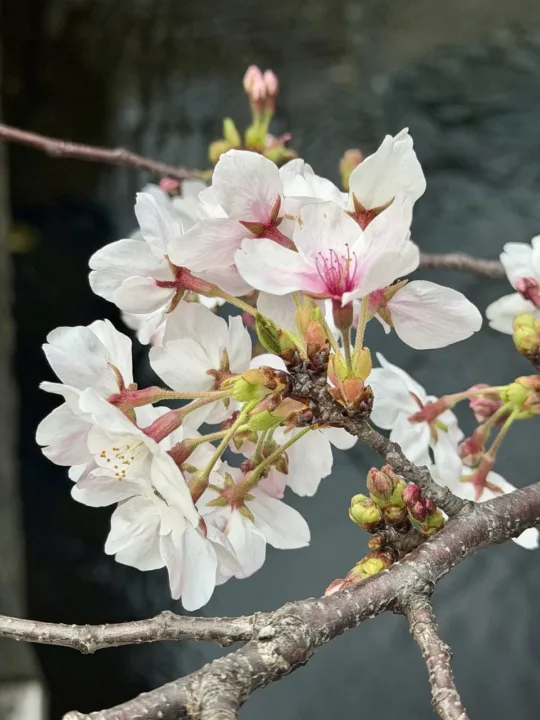 盛開的櫻花（示意圖）