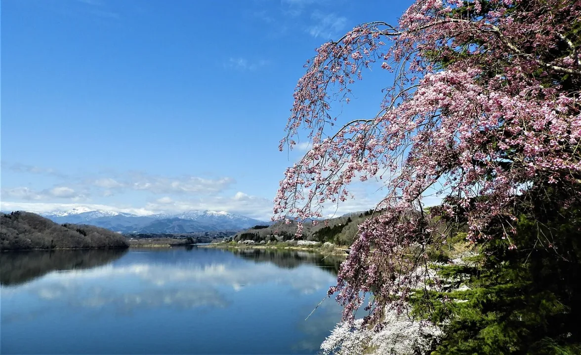 水岸邊盛開的櫻花（示意圖）