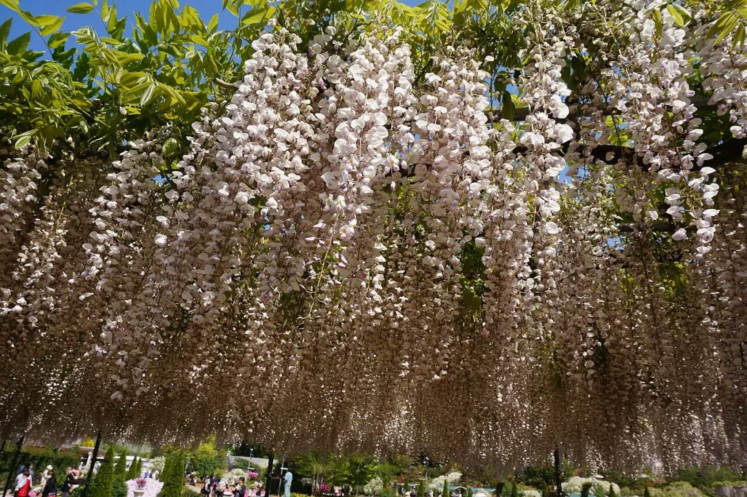 棚架上垂落的紫藤（示意圖）