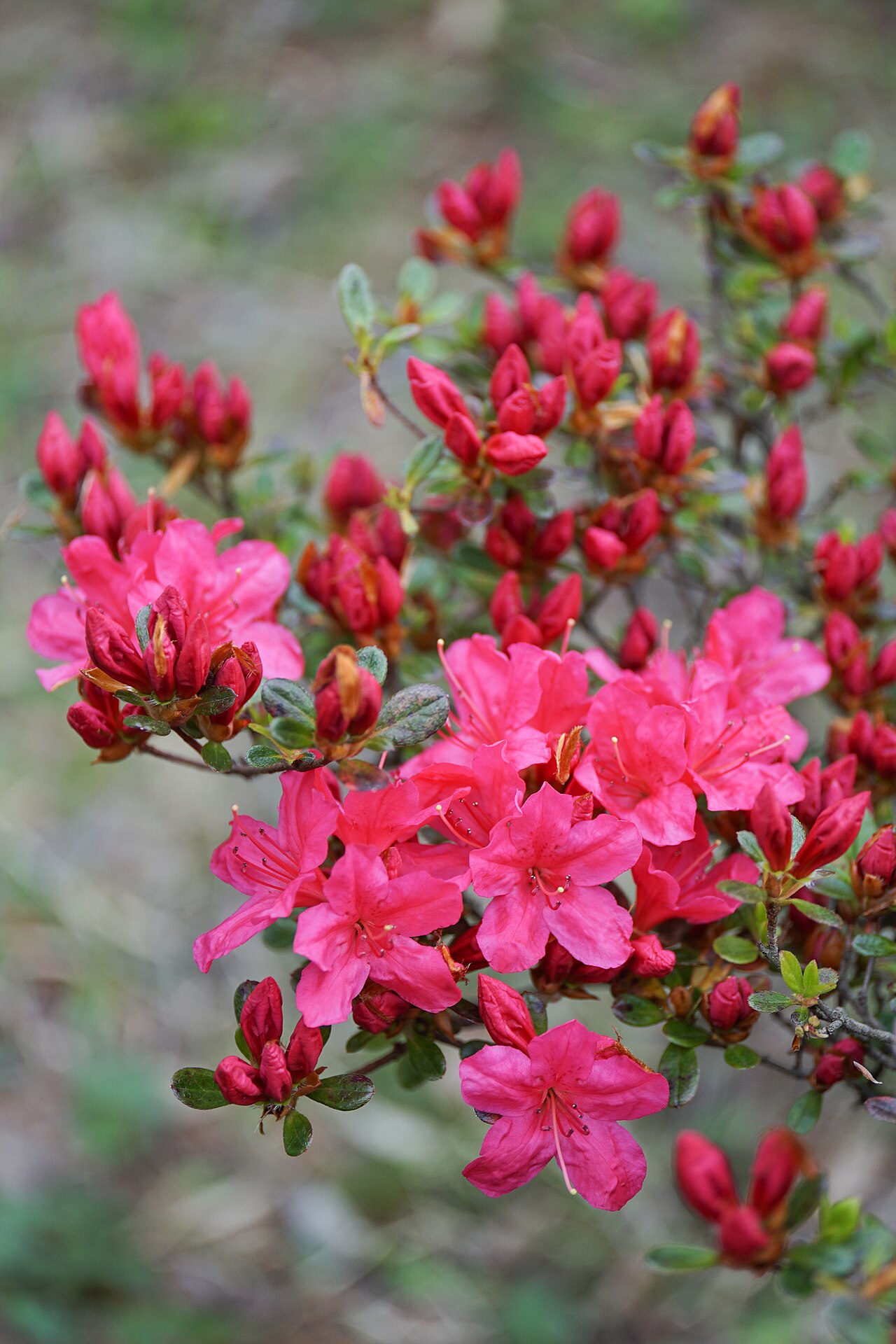 盛開的杜鵑花(示意圖)
