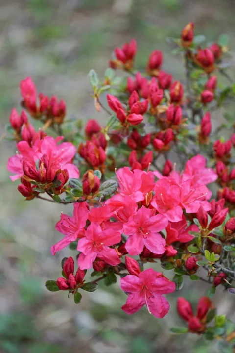 盛開的杜鵑花（示意圖）