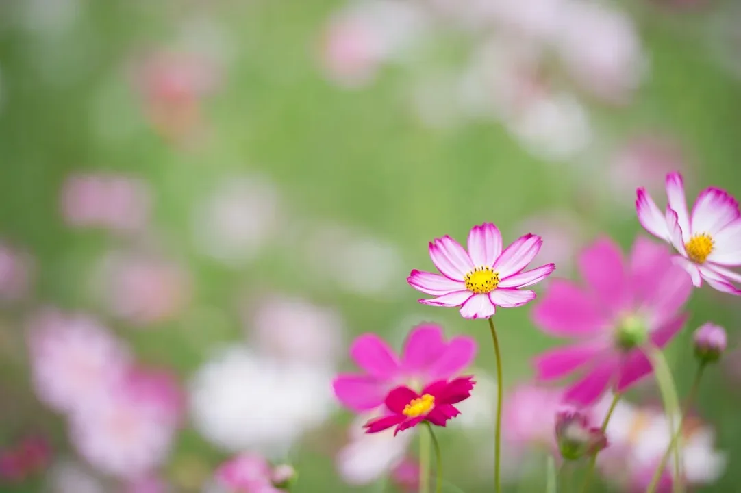 大片波斯菊花海（示意圖）