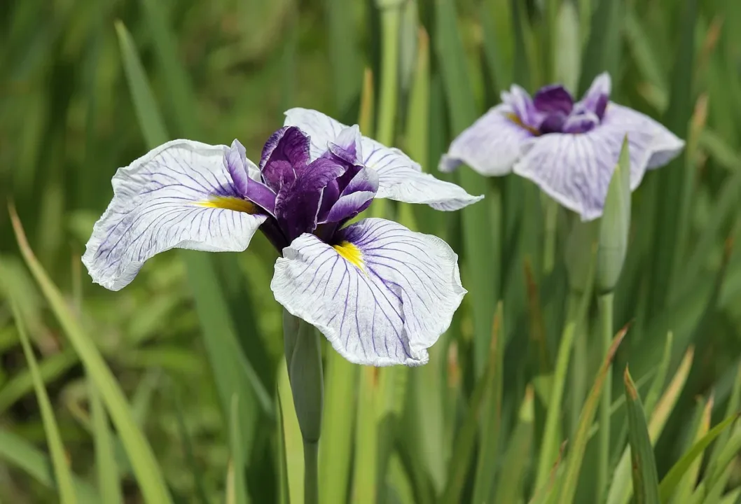 花菖蒲（示意圖）