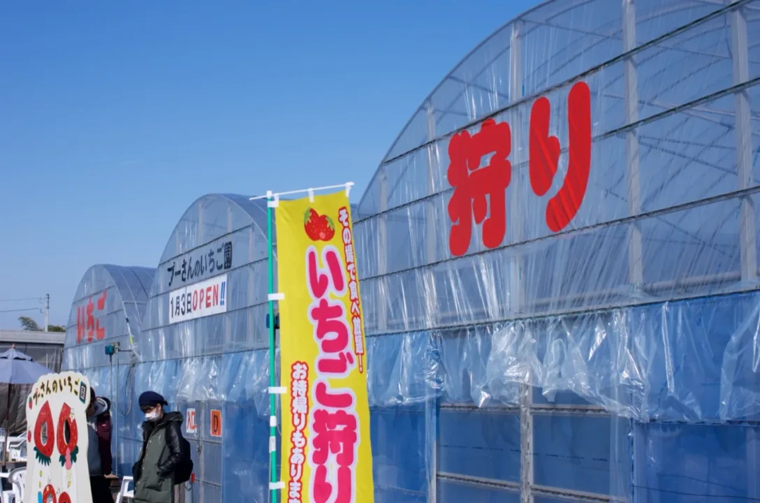 草莓狩體驗的溫室（示意圖）