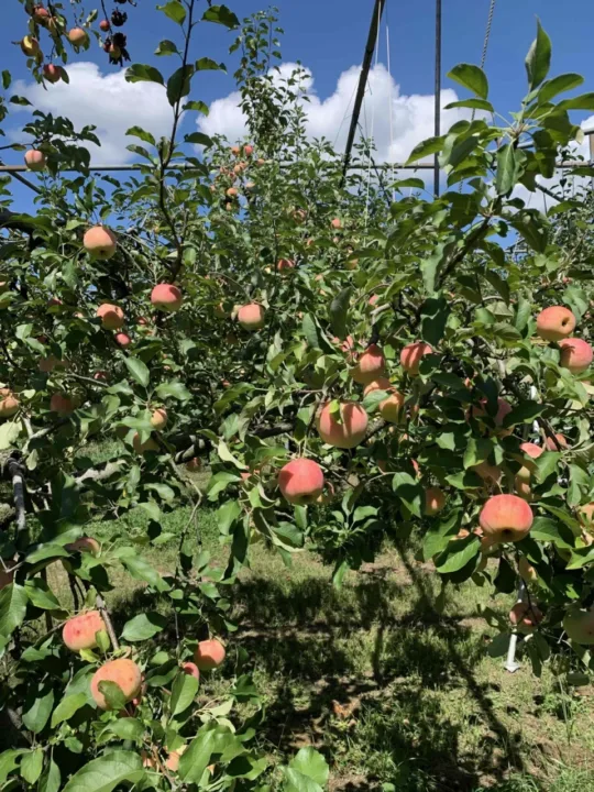 豊田町蘋果園枝頭的蘋果