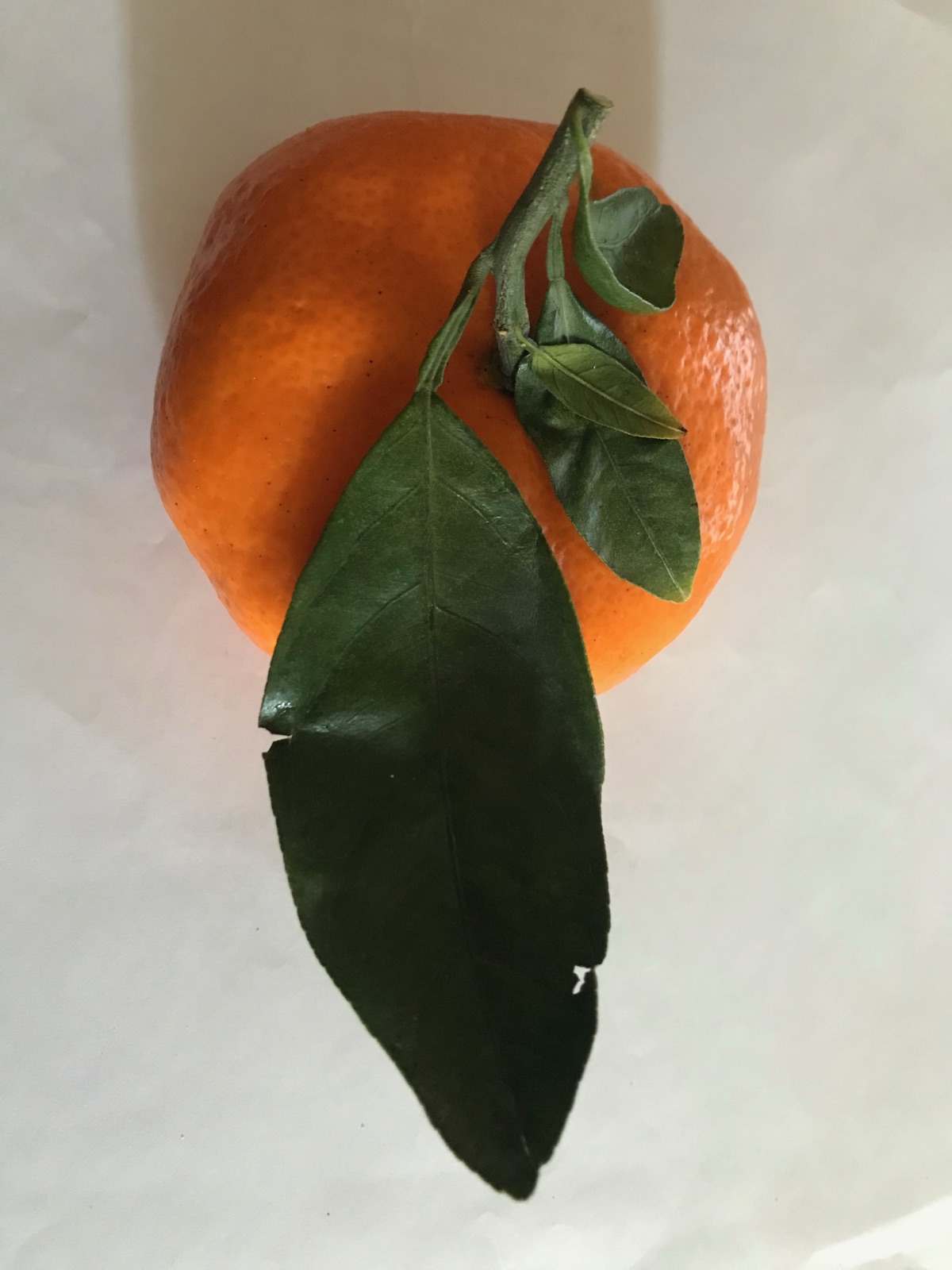 枝葉相連的蜜柑(示意圖)