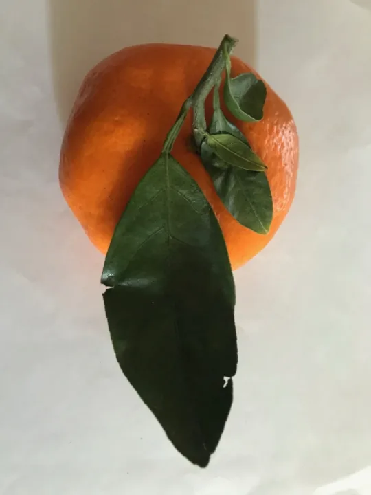 枝葉相連的蜜柑（示意圖）