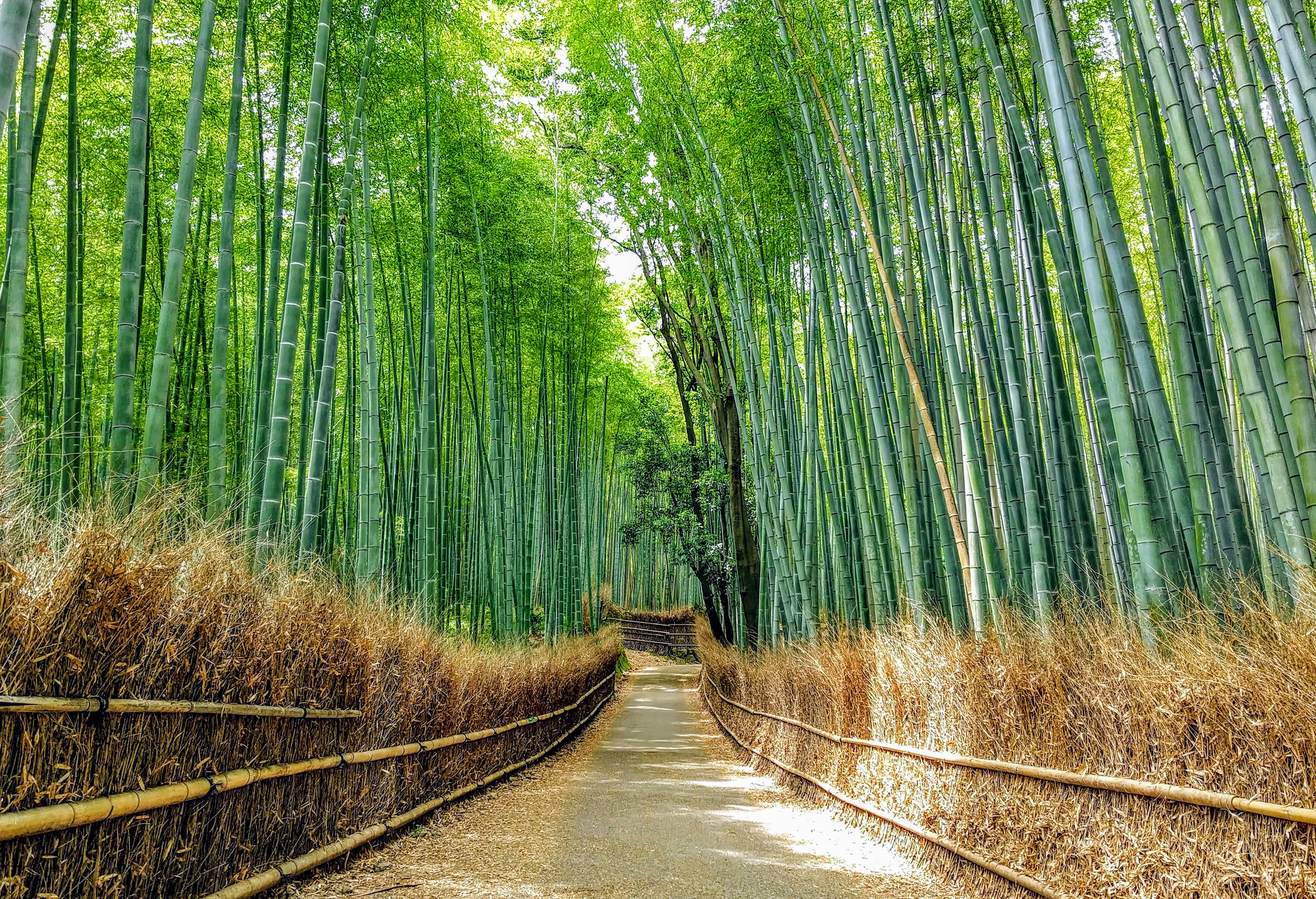 嵐山竹林之道