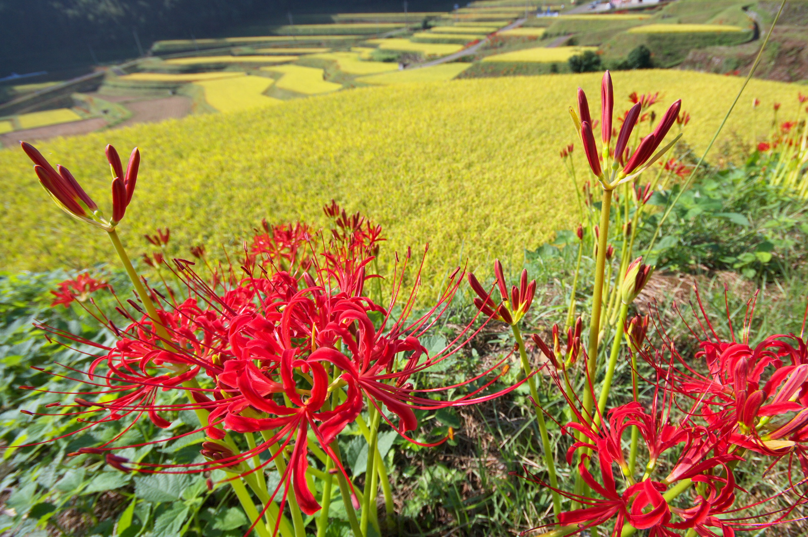 紅色曼珠沙華沿著層層梯田盛開的景色