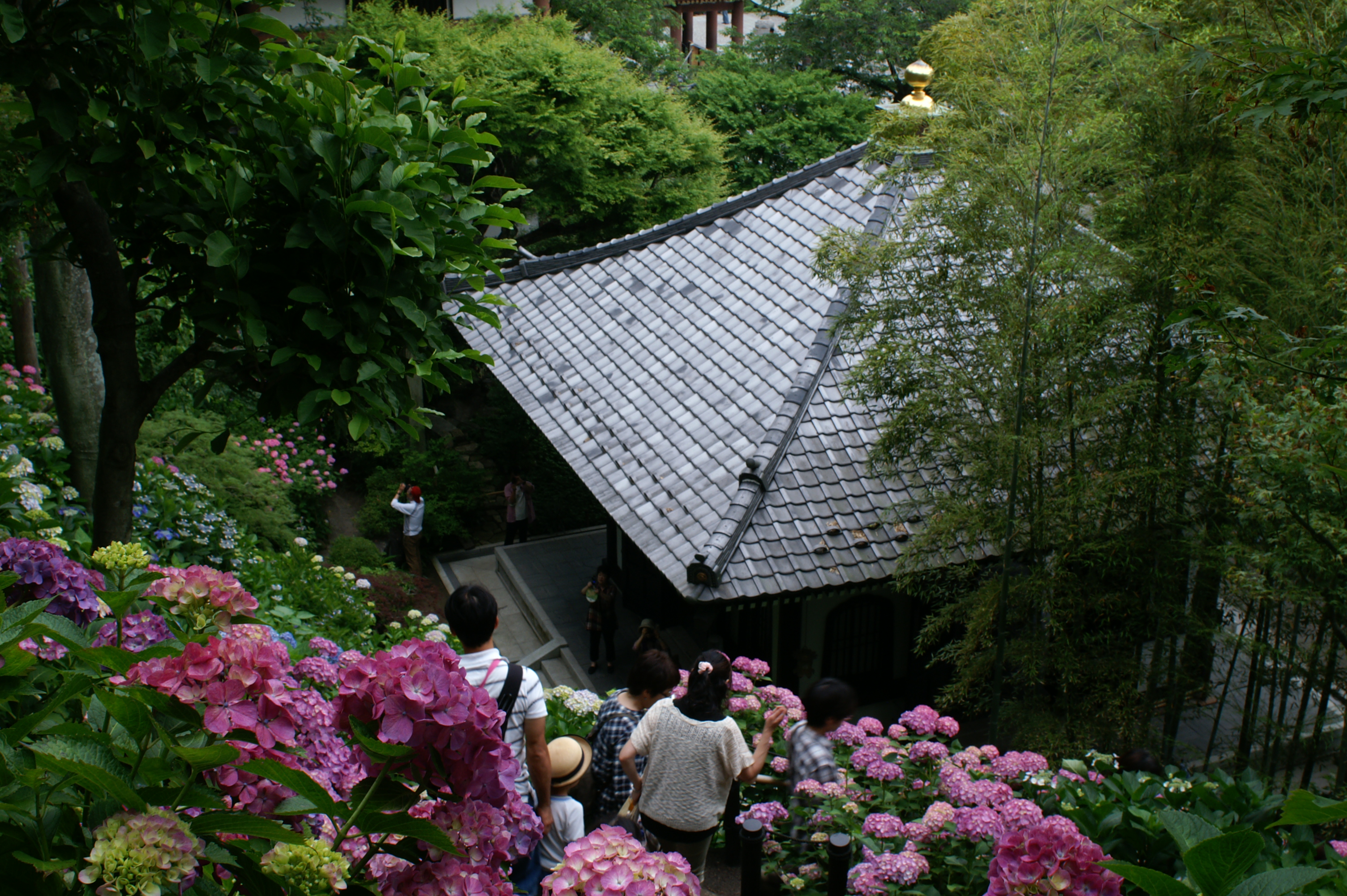 日本寺院繡球花