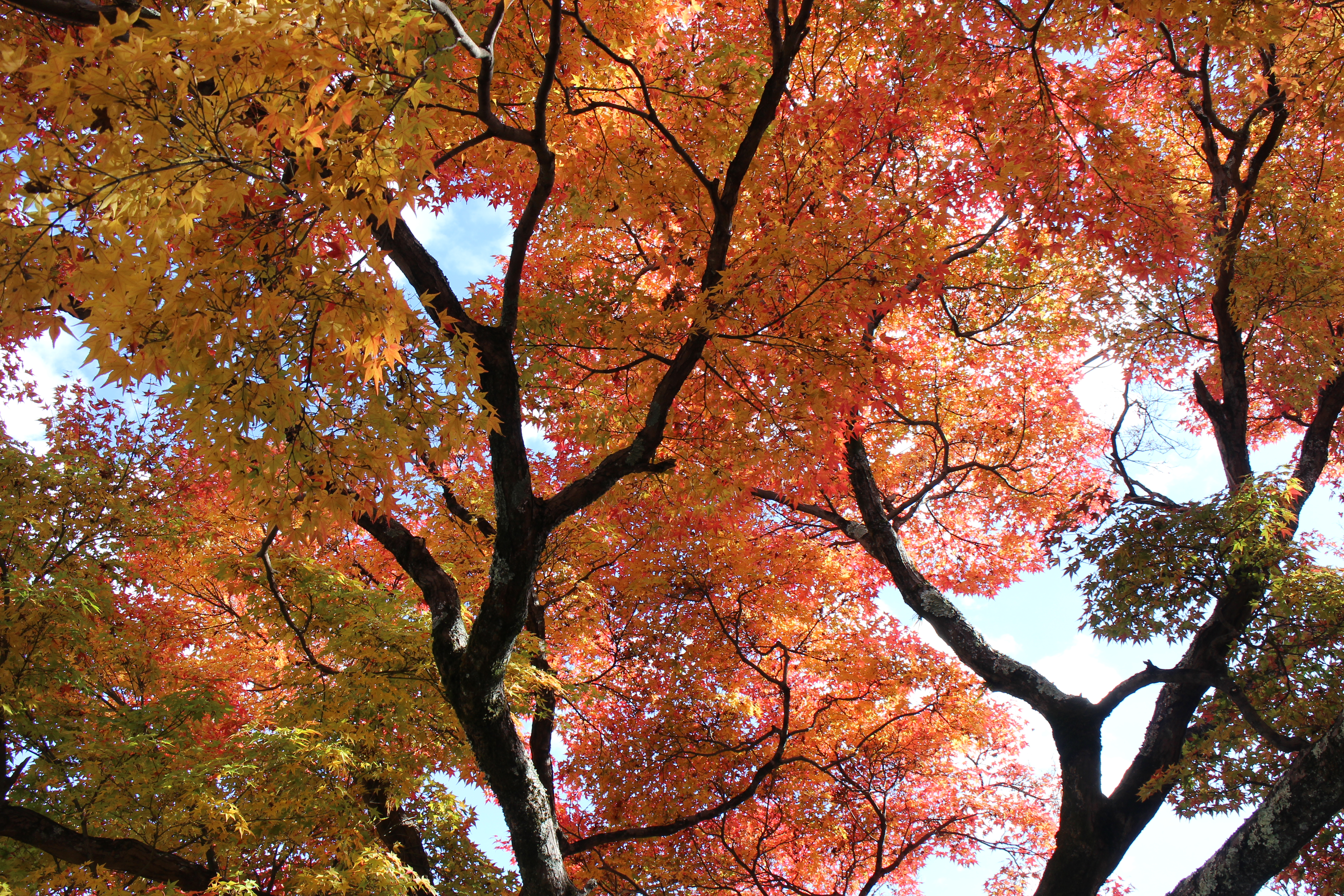 天龍寺庭園紅葉