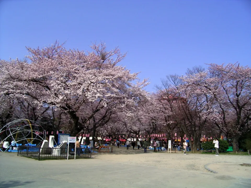 仙台西公園櫻花