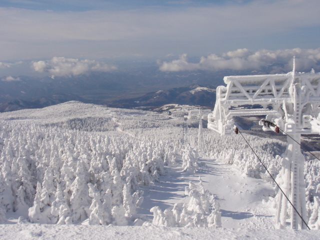 藏王樹冰雪怪