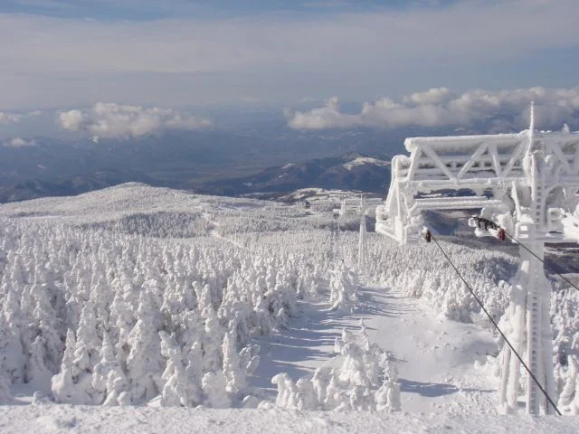 藏王樹冰雪怪