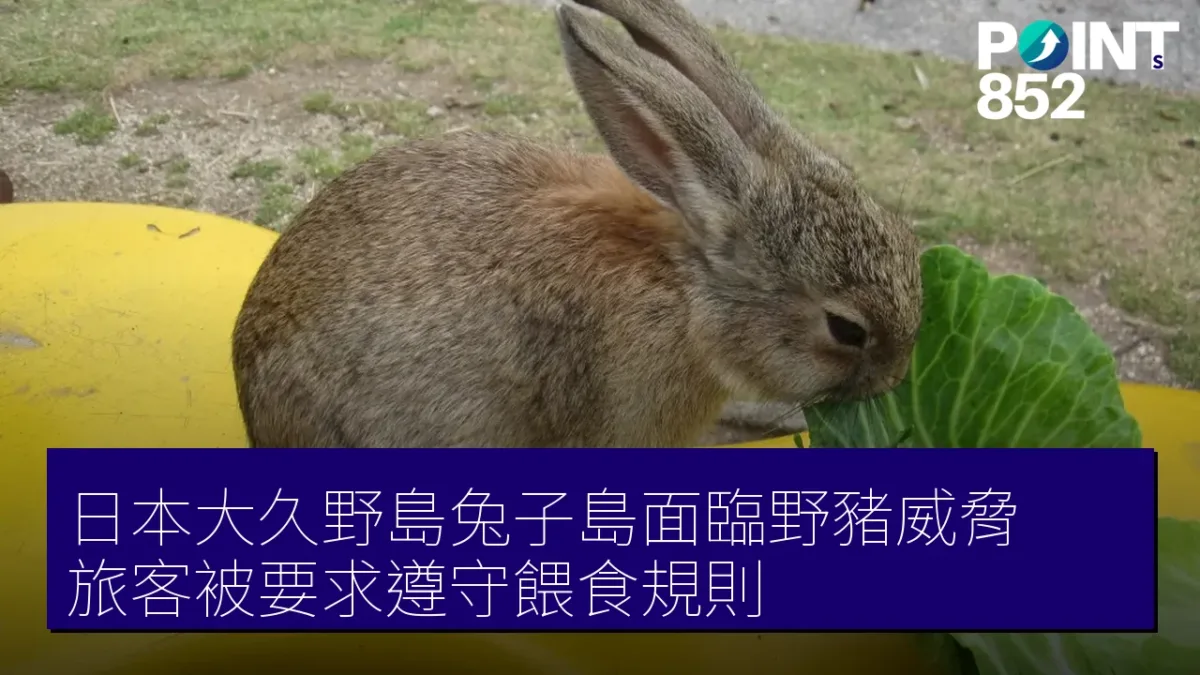 日本大久野島兔子島面臨野豬威脅 旅客被要求遵守餵食規則 日本大久野島兔子島面臨野豬威脅 旅客被要求遵守餵食規則
