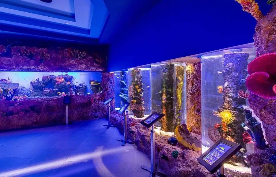 館內魚群展示
