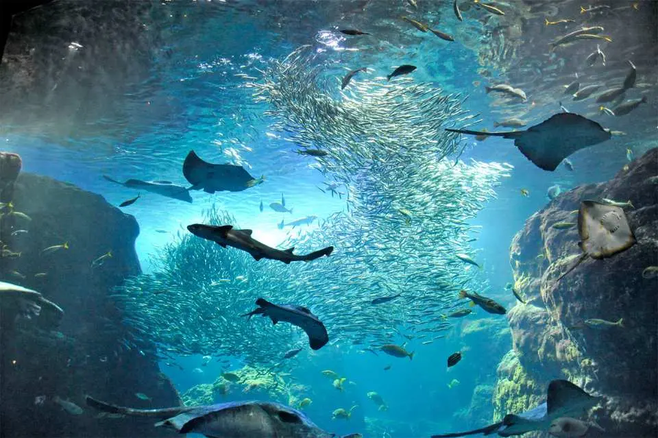 巨型水槽魚群