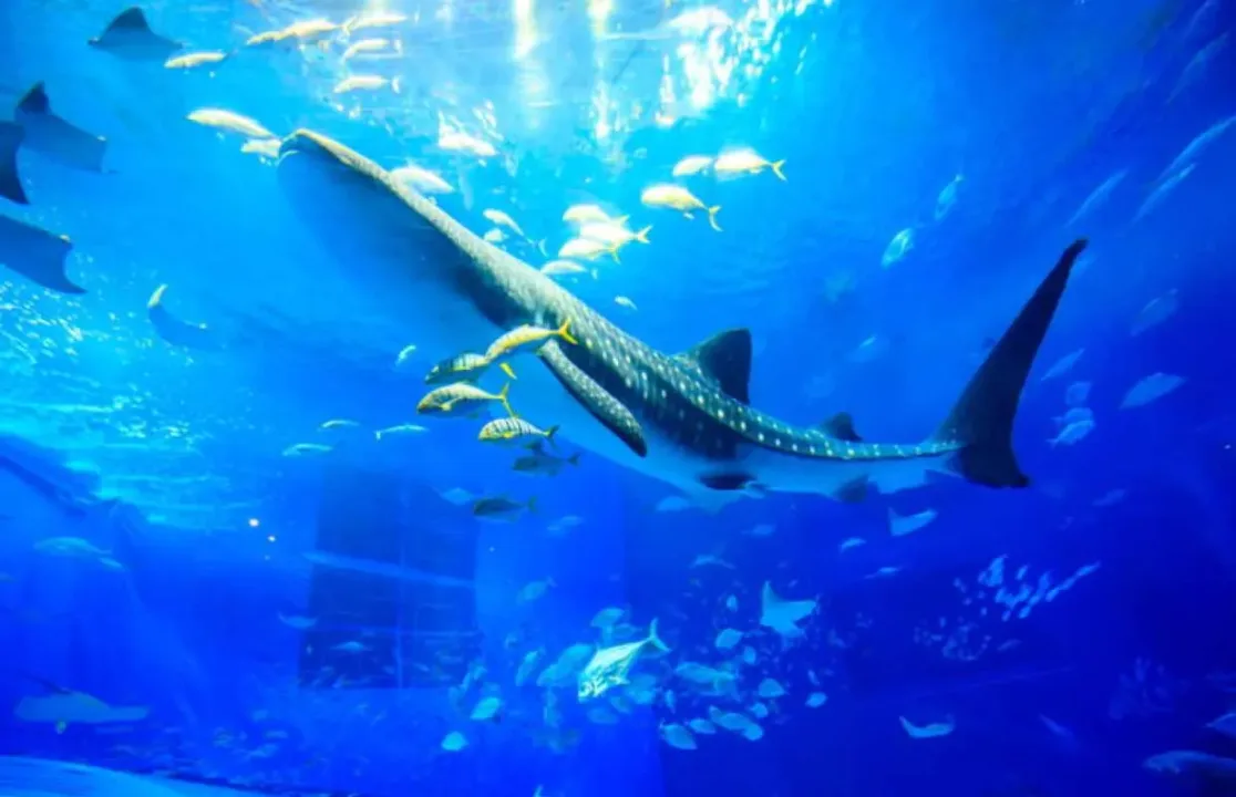 美麗海水族館黑潮之海大水槽