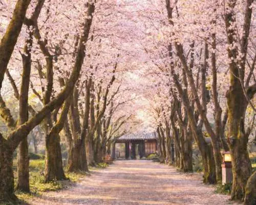 島上四季景色