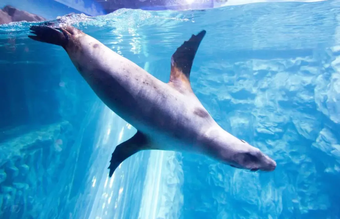 樂天世界水族館主水箱