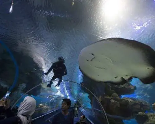 海洋生物展示