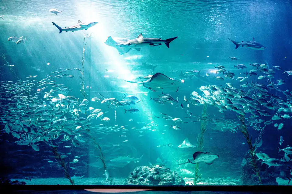 Aqua Planet水族館大型魚缸