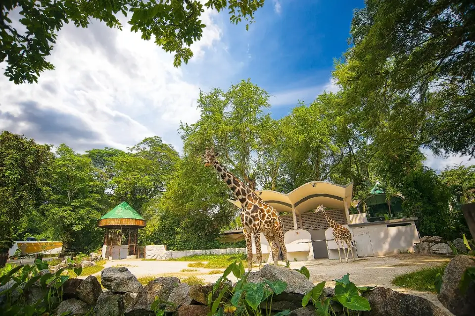 馬來西亞國家動物園獅子展區