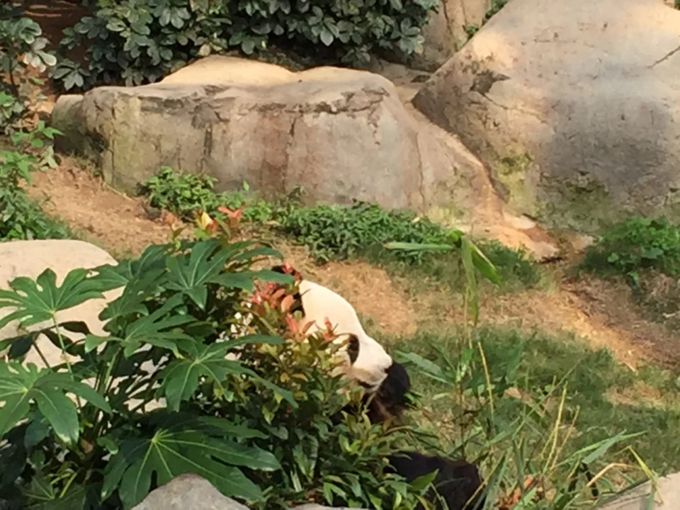 海洋公園大熊貓館嘅大熊貓