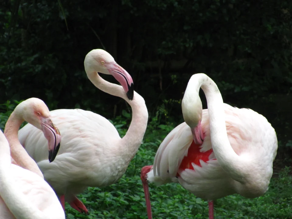 野生動物區火烈鳥