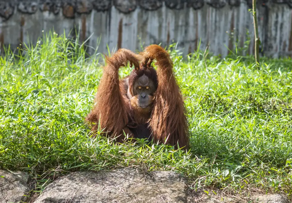 野生動物園園區一景