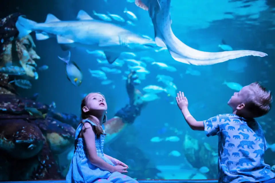 布吉Aquaria海洋水族館玻璃隧道
