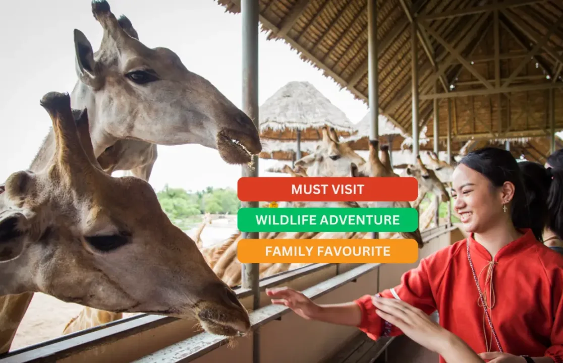 Safari World長頸鹿餵食