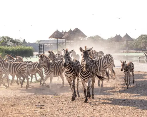 Safari Park自駕園區