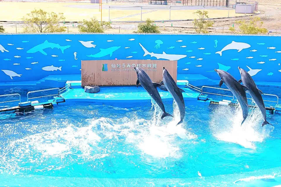 仙台海洋森林水族館海豚表演